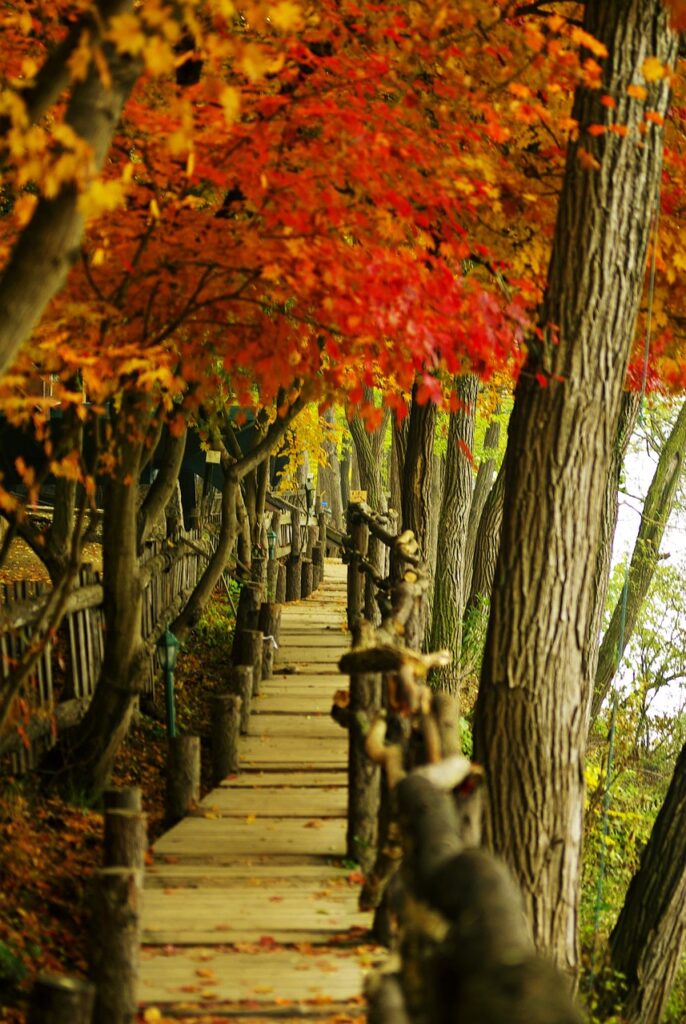 Korean Movie Tourism Spots Nami Island 